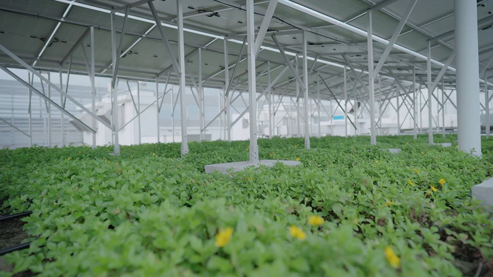 A winning combo: Green roofs and solar panels