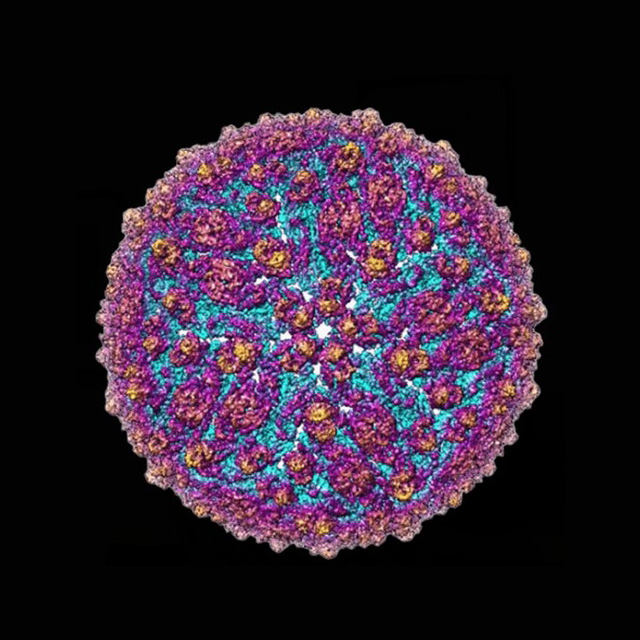 Successfully imaging the Zika virus