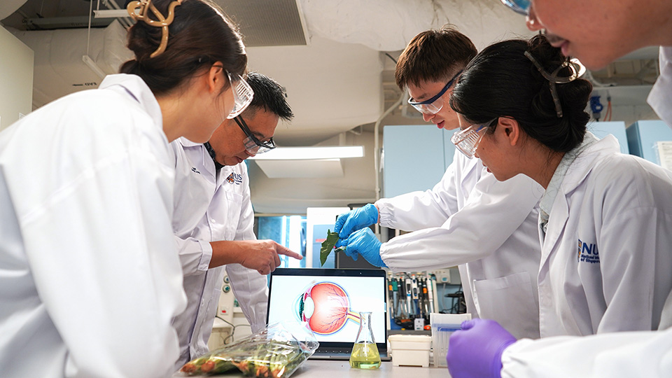 Eyes that photosynthesise